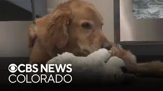 Northern Colorado dog saves other animals in need by donating blood
