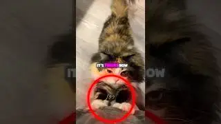 Почему люди растягивают своих кошек?