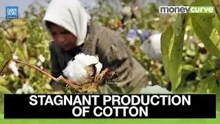 Pakistan Cotton Supply At Ginning Factories Indicates Stagnant Production | Dawn News English