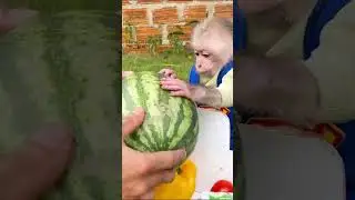 The monkey Obi makes a bowl of mixed fruit #animalshome #cute #obi #babymonkey #10welcome #monkey