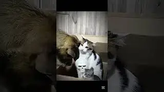 Mother cat protection ☠️    #trending #shortsfeed #edit