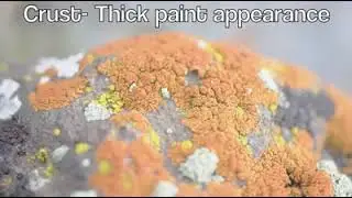High Point Public Library- Nature Video: Lichen
