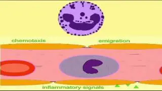 INTERVIEW WITH BLOOD CELLS  A NORMAL DAY