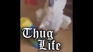 Thug Life! que te jodan!