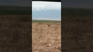 Crazy Lion Experience #wildtv #animals #lion #wildlifeentertainment #wildanimals