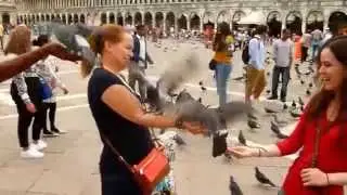 Venice Italy - Pigeons At Piazza San Marco