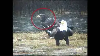 RARE: Hybrid Eagle Discovered! #Eagles #rare