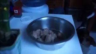 Cute Happy Hungry Beagle Would Kill to Eat | The Instant Gratification Dog