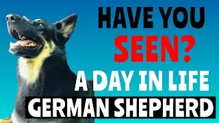 HOW GERMAN SHEPHERD DAILY ROUTINE | DAY IN THE LIFE OF A GERMAN SHEPHERD|How To LOVE German Shepherd