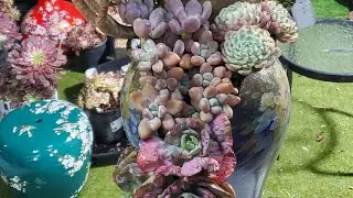 Sen đ&aacute; trồng chậu V đẹp đọc lạ 📞 408 834 5979 LI&Ecirc;NCHINH 12.28.2025 #echeveria#succulent 