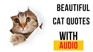 Cat Quotes | Cat Quotes Life | Cat Quotes Love | Cat Quotes In English
