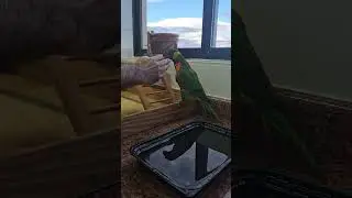 Piscininha amor #pets #aves #birds #passaros #animais #parrot #papagaio #humor #animals