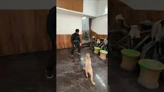 Bully mila Aman se 9 din baad 🥲 Watch his reaction 😆 #amanandbully #pitbulldog