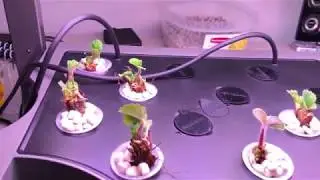 How to Grow Strawberries in an AeroGarden, Part 2