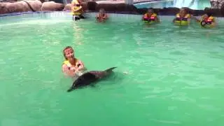 Play With Dolphins | Bali Dolphins