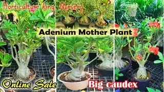 Adenium Mother plant online sale big codex adenium care fartilizer grafting 9038556677