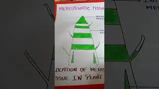 Meristematic tissue diagram