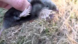 Eastern Mole