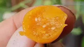 Cape Gooseberry - Physallis No Longer My Secret Plant