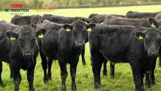 Dectomax pour on controls parasites during winter housing