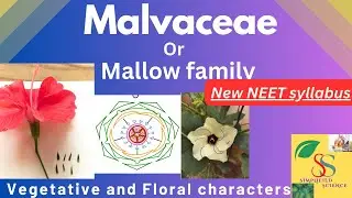 Malvaceae or Mallow Family characters, Floral formula and floral diagram/ NEET new syllabes