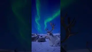 wildlife night view