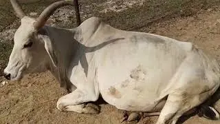 #cowlover #cow #animals Jay Goga Maraj ❤️ Jay Gau Mata 🙏🚩#kankrej #gaumata #gogamaharaj #bull cow 🐮🐄