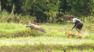 PERBURUAN BABI HUTAN HINGGA KEJARAN KE TENGAH SAWAH 