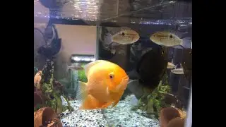 Gold Severum, Turquoise Severum, Blue Acara, and Giant Danios 75 Gallon Aquarium