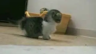Cutest Kitten Ever