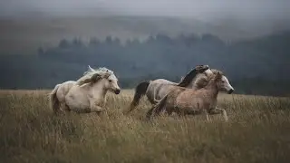 The Beauty of Nature: Capturing Nature's Splendor