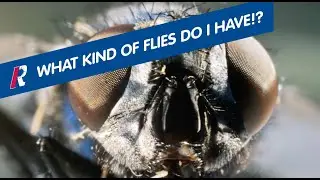 What Kind Of Flies Do You Have, How They Get In, And How To Get Rid Of Them.