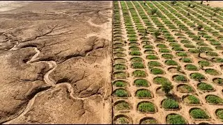 Cómo África Está Construyendo una Barrera Verde que Está Deteniendo el Desierto | Nadie Confiaba