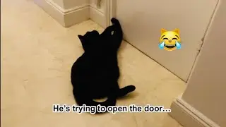 Tama the Black Cat Waits for His Dad to Come Out of the Bathroom　バスルームの前でお父さんを待つ黒猫たまさん🐈