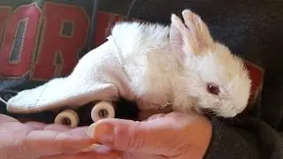 Paralyzed Bunny Can Adorably Hop Around Thanks to Toy Skateboard Wheelchair