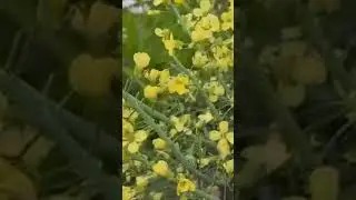 Broccoli 🥦 flowers