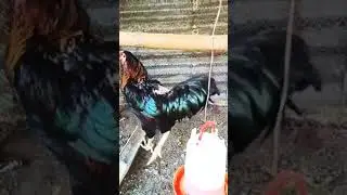 Barred Plymouth rock cross to Black Australorp 🐓