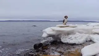 Snowhound ft bay icebergs and relaxing wave sounds