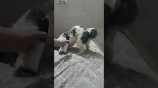 Jojo use only Pawfume brand perfume after taking Bath.