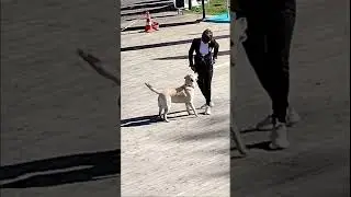 Visually impaired people performing with dogs-2