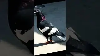 #kabootar #pigeon #pigeonlover #kbuter #viral #fancybird #kbooter #beautifulbird #shorts