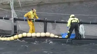 Mowi salmon factory farm caught beating and suffocating fish in RSPCA breach