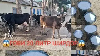 👉3 САР ГОВОИ 30 ЛИТР ШИРДОР👈ТЕЛ:☎️905 09 06 09☎️🗓 4 февраля 2026 г.
