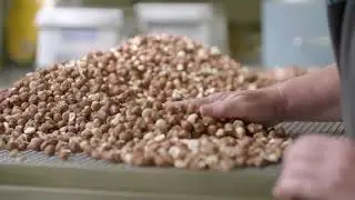 The Hazelnut Company