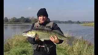 Rekordowy sandacz z odry na spinning - 97cm | odc. 24 | Niestety podhaczony