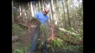How to plant Red Hot Pokers