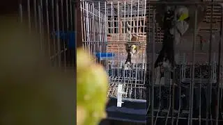 خلوي مروكي عندو شهرين كاجة برج بوعريريج امكانية التوصيل 0555236887