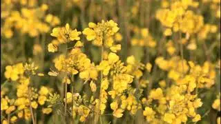 Full HD Video background Honey bee in the yellow flower mustard flower