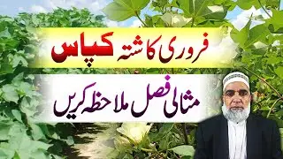 Ideal crop of Cotton sown in February 2025 || Crop Reformer