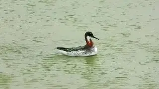 Red-necked Phalarope - Pat O'Neil's Bird ID's